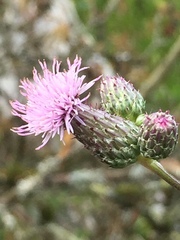 Cirsium arvense