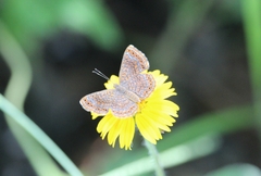 Image of Calephelis perditalis