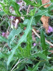 Cirsium arvense