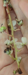 Pyrola grandiflora