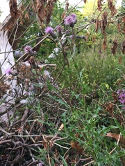 Cirsium arvense