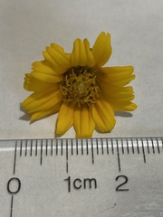 Sphagneticola trilobata