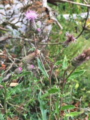 Cirsium arvense