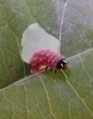 Disonycha discoidea
