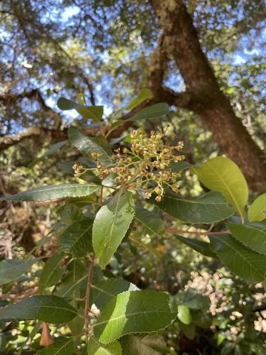 Heteromeles arbutifolia
