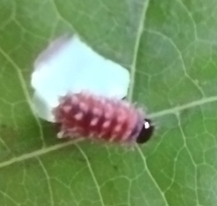 Disonycha discoidea
