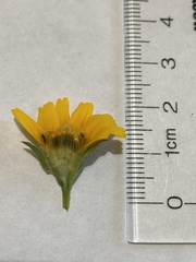 Sphagneticola trilobata