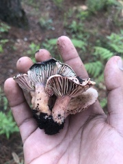 Lactarius subpurpureus