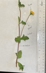 Sphagneticola trilobata