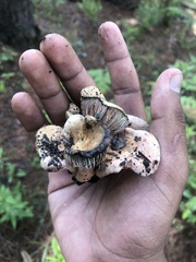 Lactarius subpurpureus