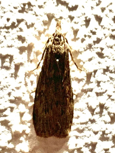 Theresian Moth