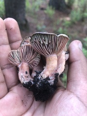 Lactarius subpurpureus