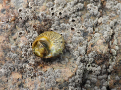 Lunella correensis