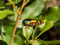 Buprestis rufipes