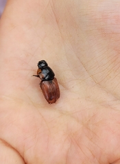 Coprimorphus scrutator