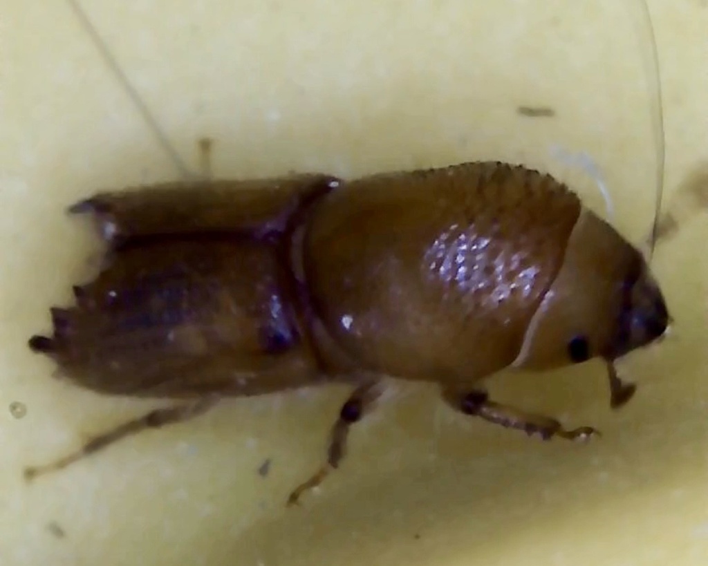 Pinyon Engraver Beetle