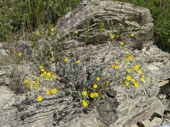 Potentilla effusa