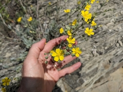 Potentilla effusa