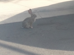 Sylvilagus audubonii