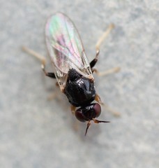 Oscinellinae