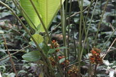 Goeppertia inocephala