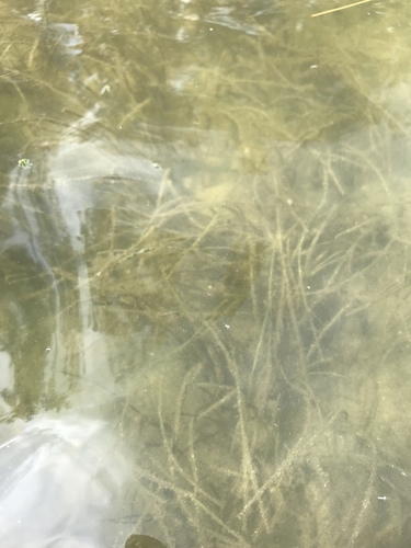 Shoalweed (Halodule wrightii)