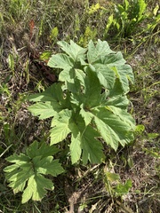 Heracleum maximum
