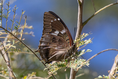 Charaxes xiphares draconis