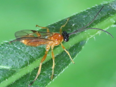 Theronia hilaris