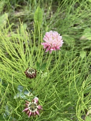 Trifolium hybridum
