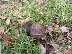 Lepista fibrosissima