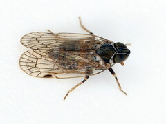 Hyalesthes duffelsi