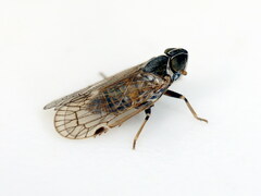 Hyalesthes duffelsi