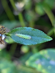 Hellinsia lienigianus