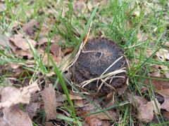 Lepista fibrosissima