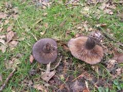 Lepista fibrosissima