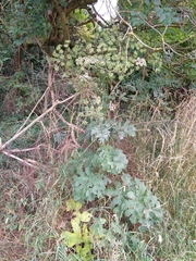 Heracleum sphondylium