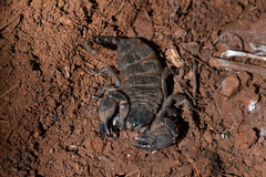 Hormuridae