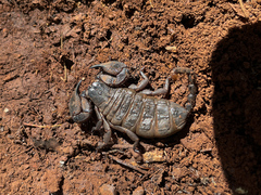 Hormuridae