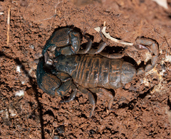 Hormuridae