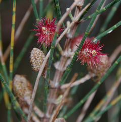 Allocasuarina campestris