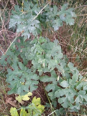 Heracleum sphondylium