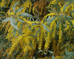 Acacia splendens