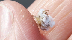 Ceraeochrysa lineaticornis