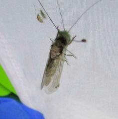 Ululodes macleayanus