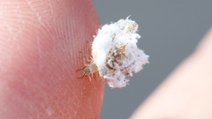 Ceraeochrysa lineaticornis