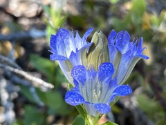 Gentiana affinis ovata