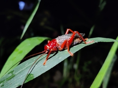Phlebogryllacris venosa