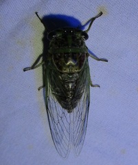 Diceroprocta vitripennis