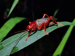 Phlebogryllacris venosa